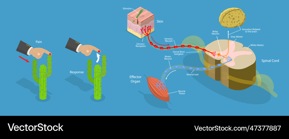 3d isometric flat conceptual Royalty Free Vector Image
