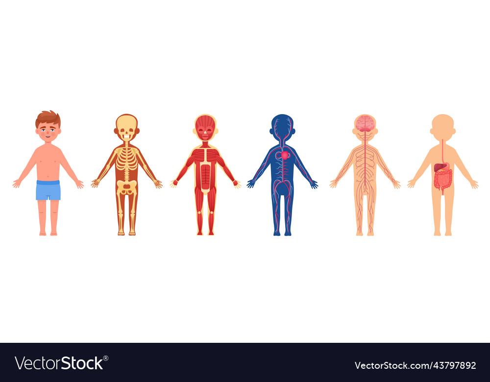 Child body system human skeletal children anatomy Vector Image