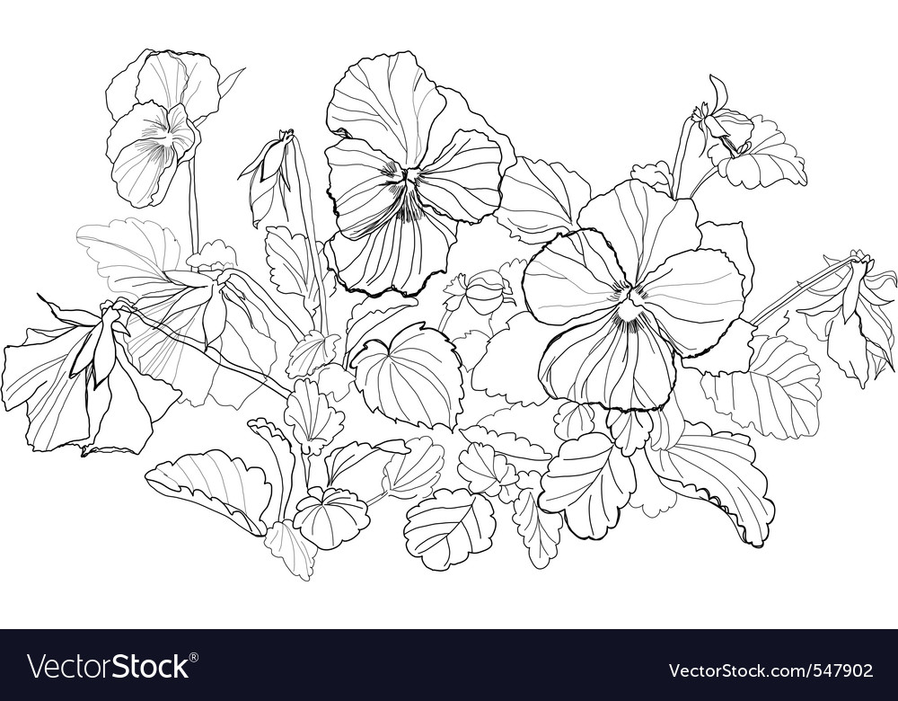 Viola flowers drawing on white background Vector Image