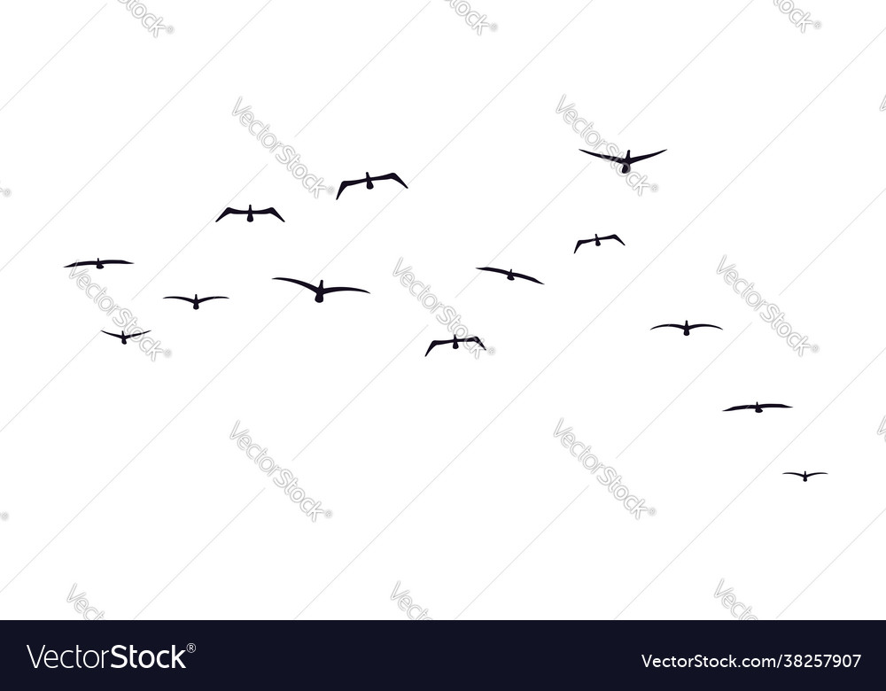 A flock flying birds front view sea