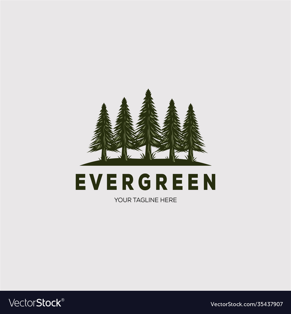 Pine tree logo evergreen spruce fir emblem design Vector Image