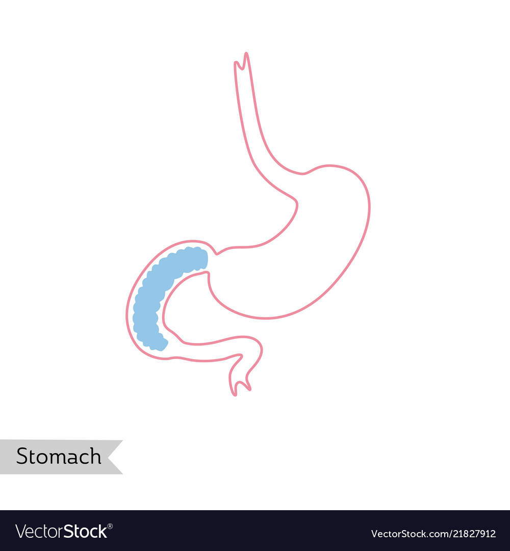 Isolated of stomach