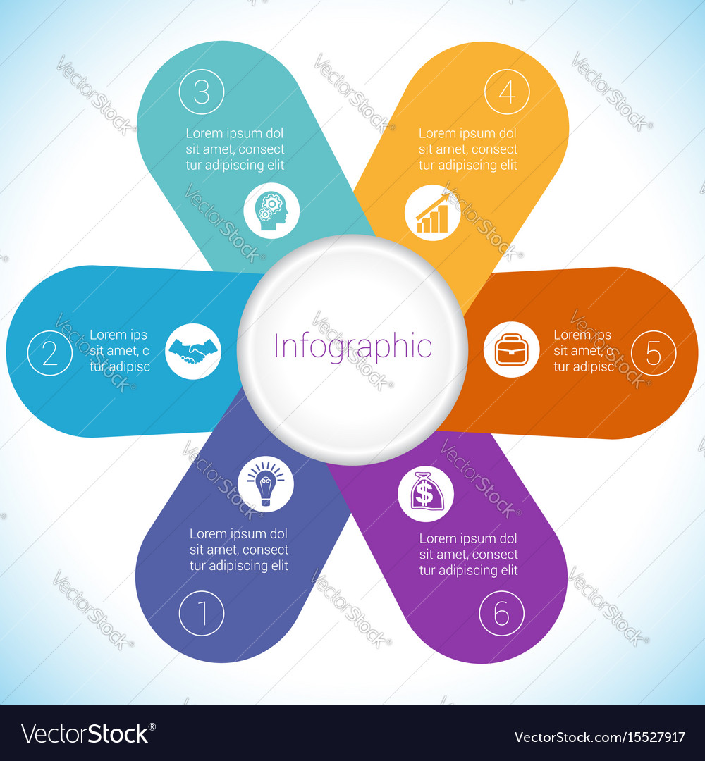 Camomile infographic template colourful petals Vector Image