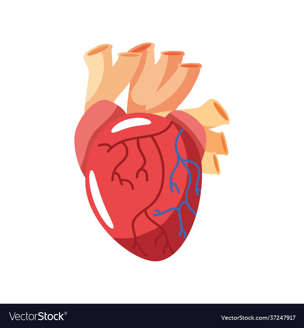 Human heart organ Royalty Free Vector Image - VectorStock