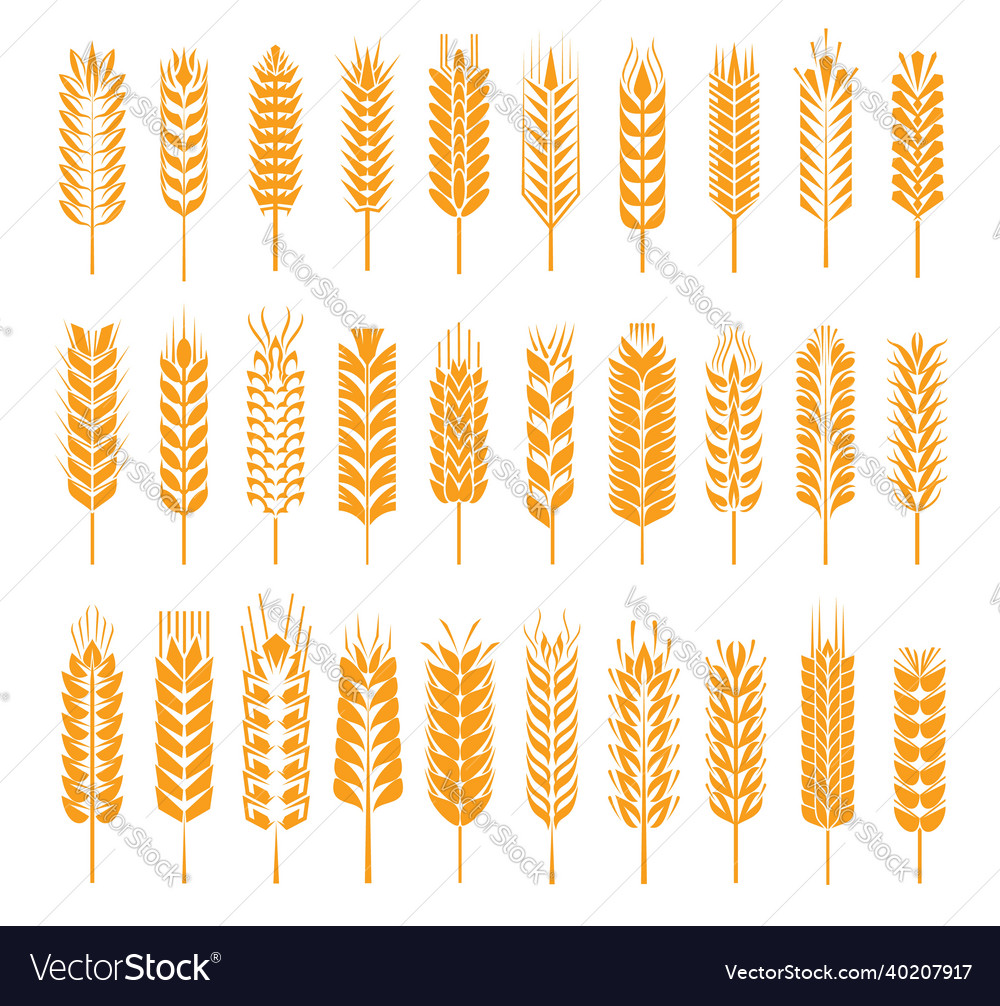 Wheat rye barley rice millet cereal ear icons Vector Image