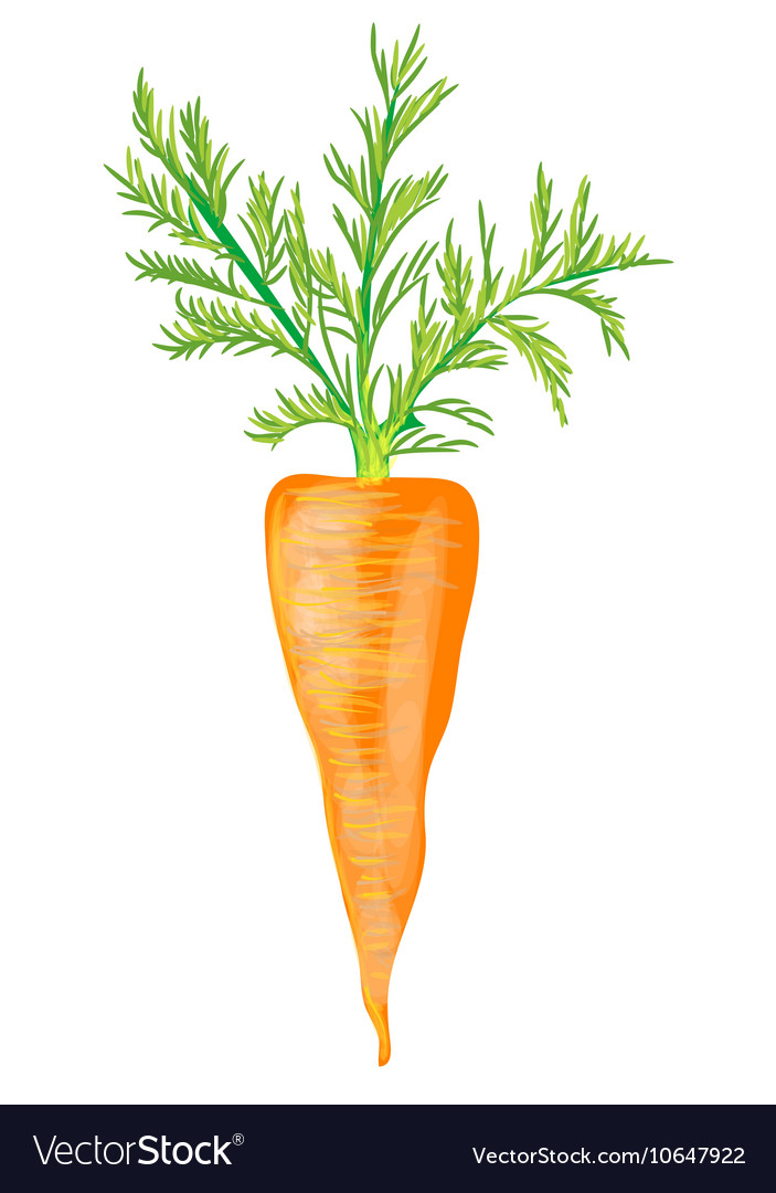 Ripe Carrot on White Background