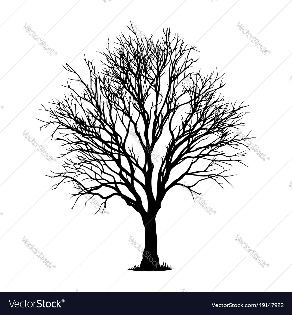 Winter leafless tree silhouette Royalty Free Vector Image