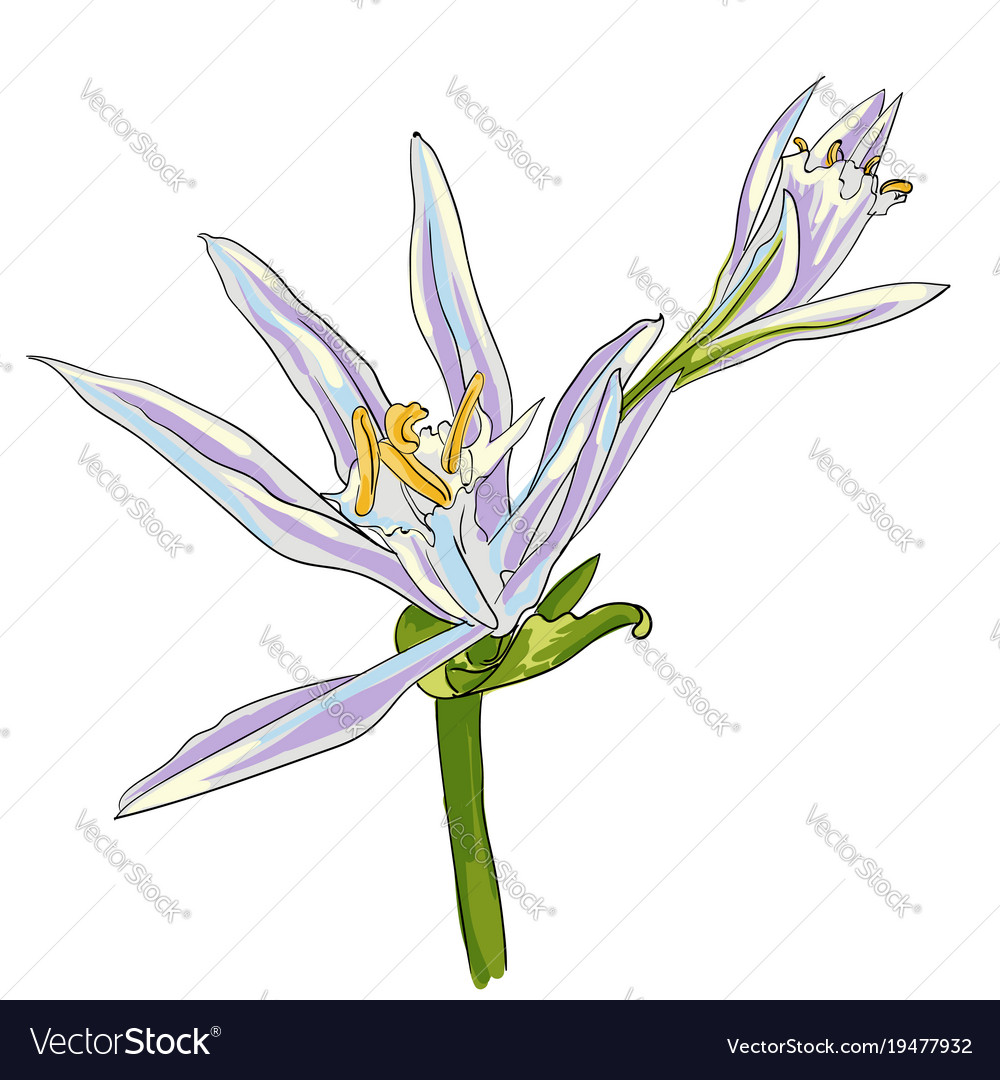 Hand drawn flowers lilies on a white background