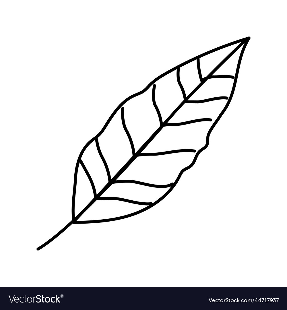 Stelizia tropical leaf line icon Royalty Free Vector Image