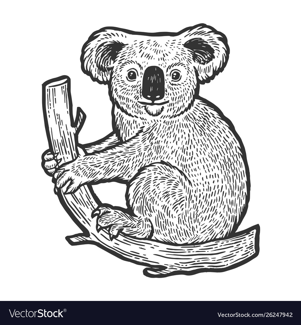 Koala Bear drawing art print | Art Print