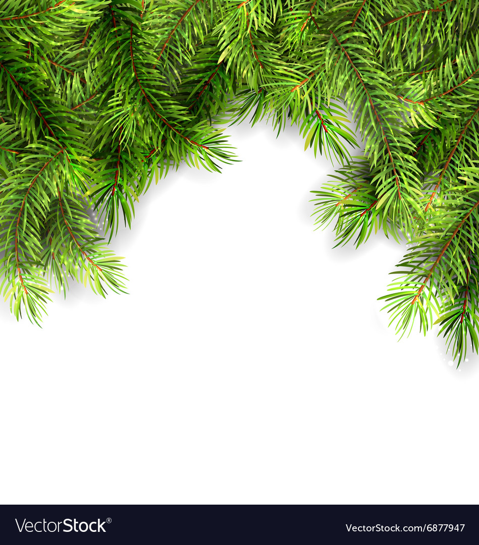 Fir Twigs Natural Framework