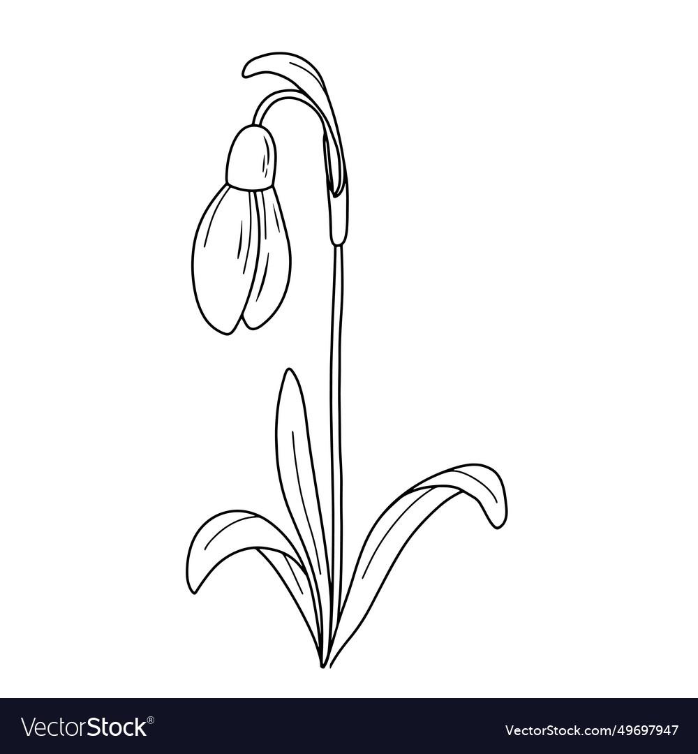 January birth month flower snowdrop line art Vector Image