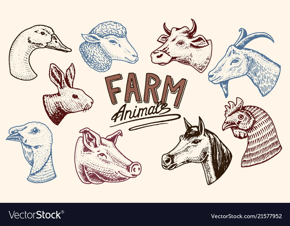 Farm animals head of a domestic horse pig goat