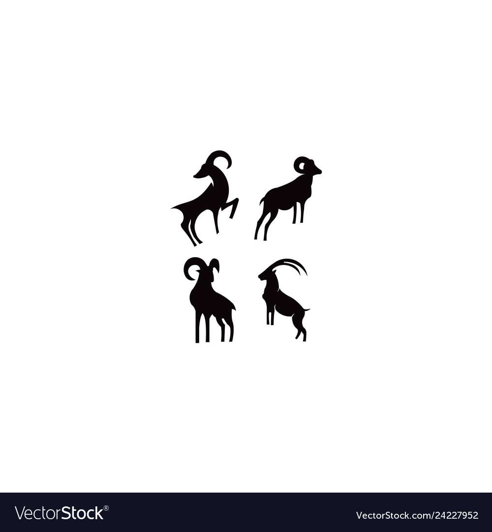 Goat animal