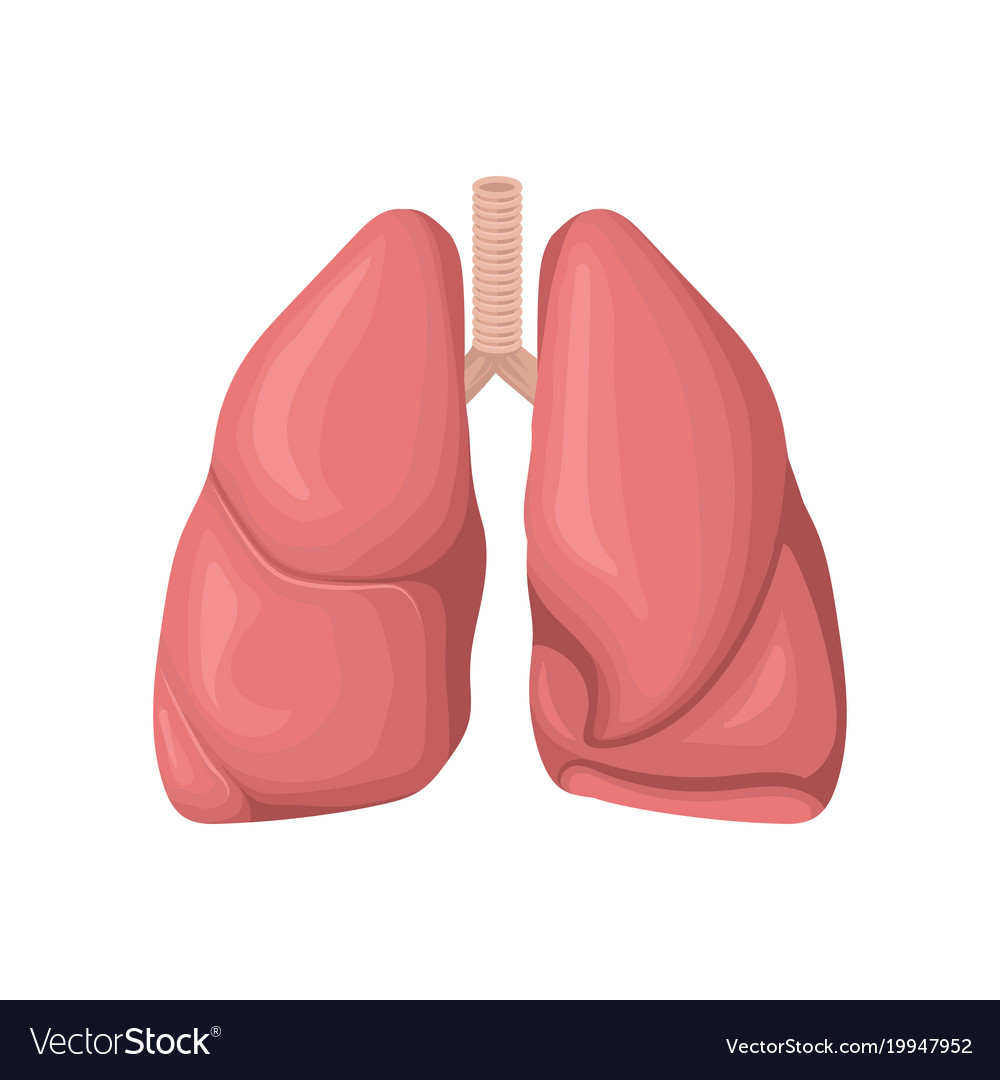 Structure of the human lungs concept