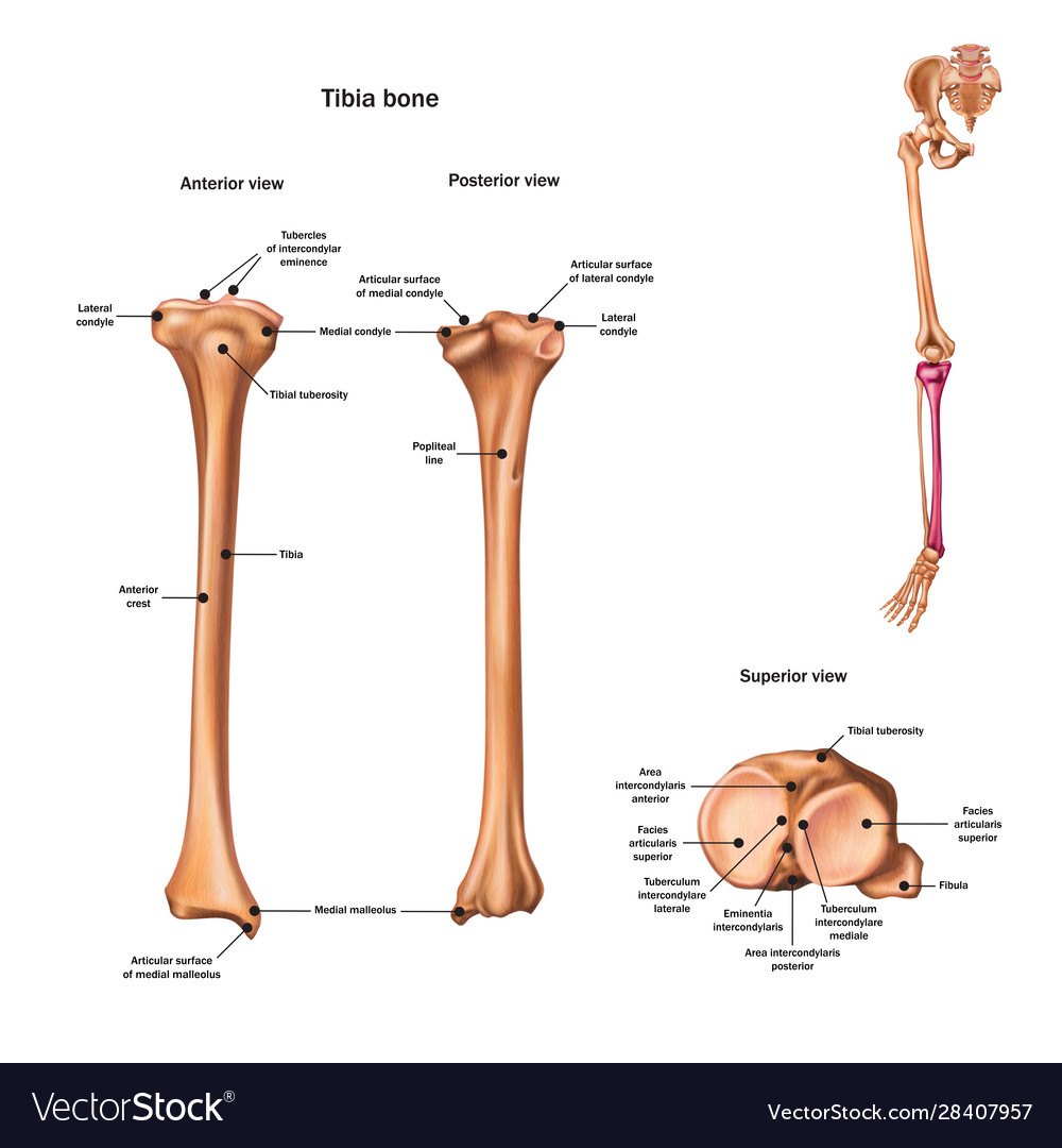 Snn tibia bone with name and description of Vector Image