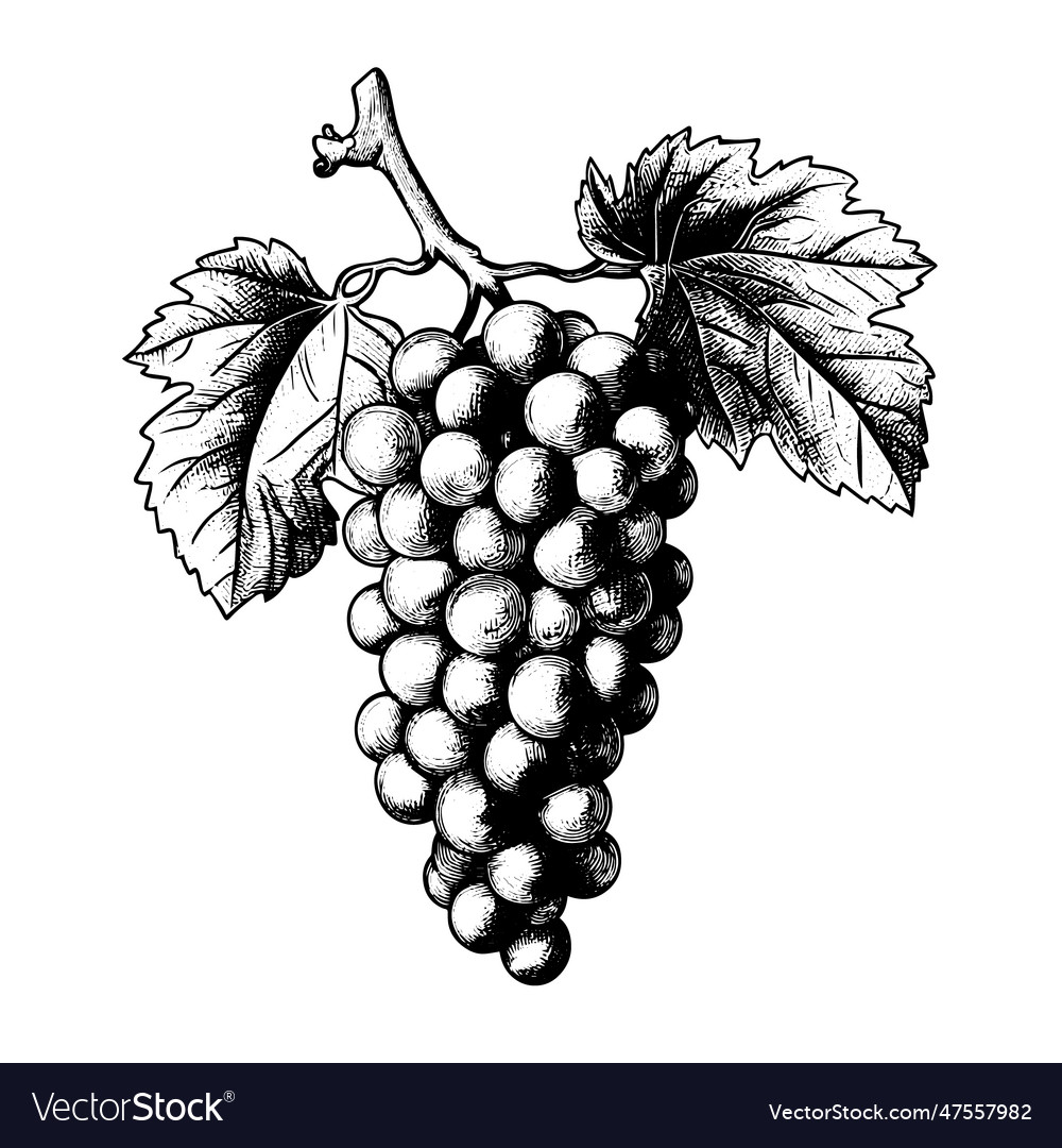 Grape drawing isolated hand drawn engraved style