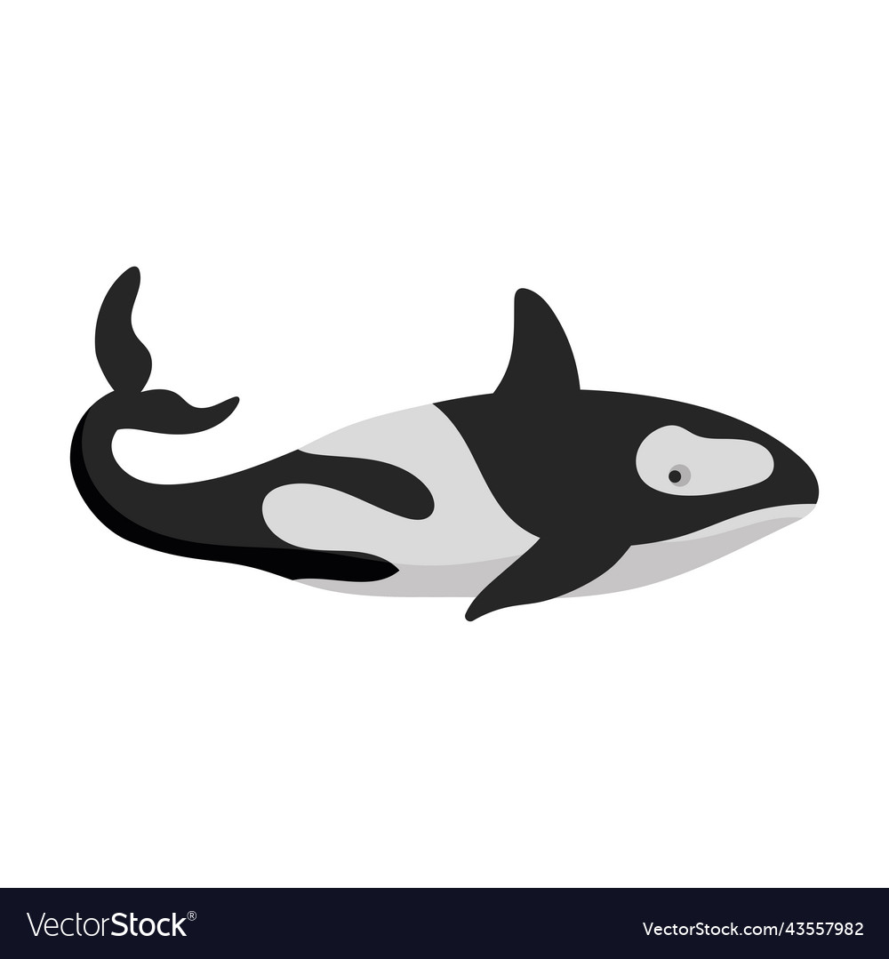 Killer whale animal