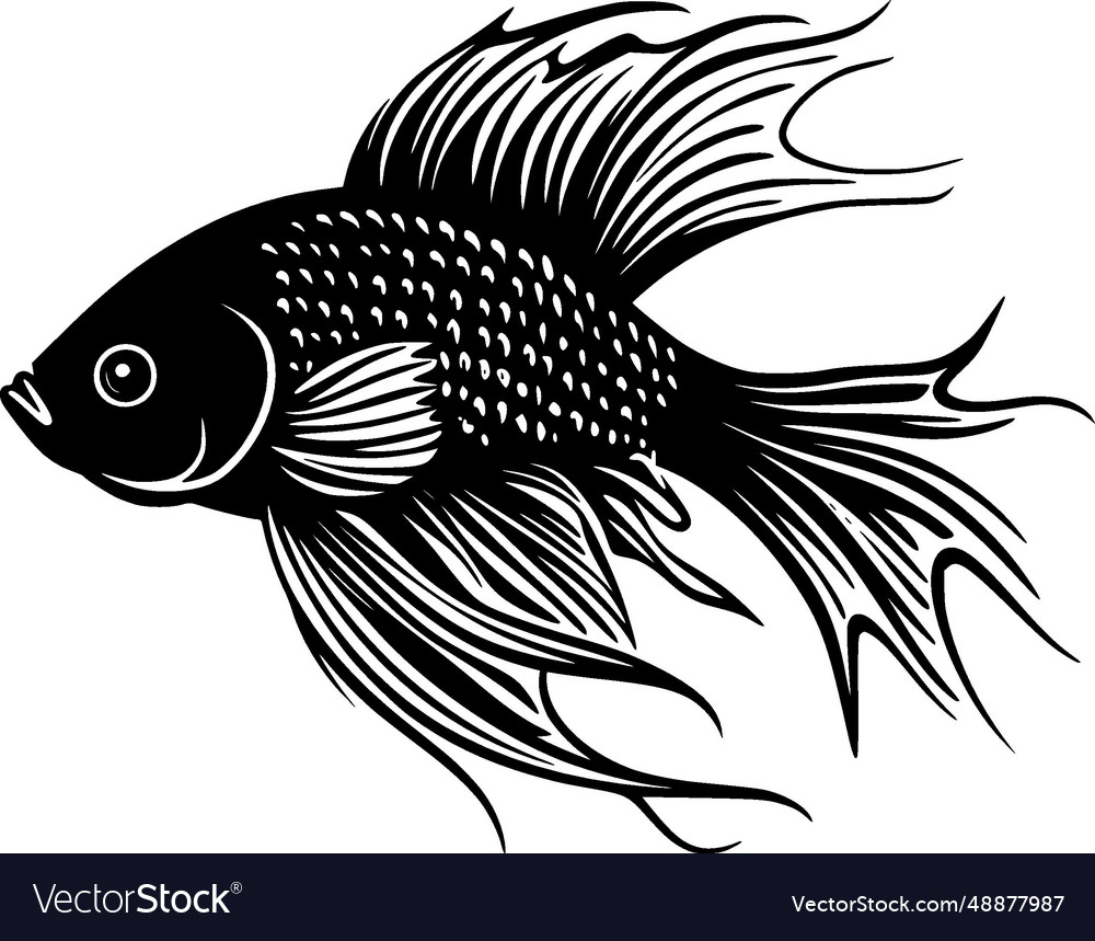 Beta fish - black and white isolated icon Vector Image