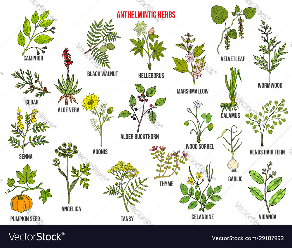 antihelminticos naturales)