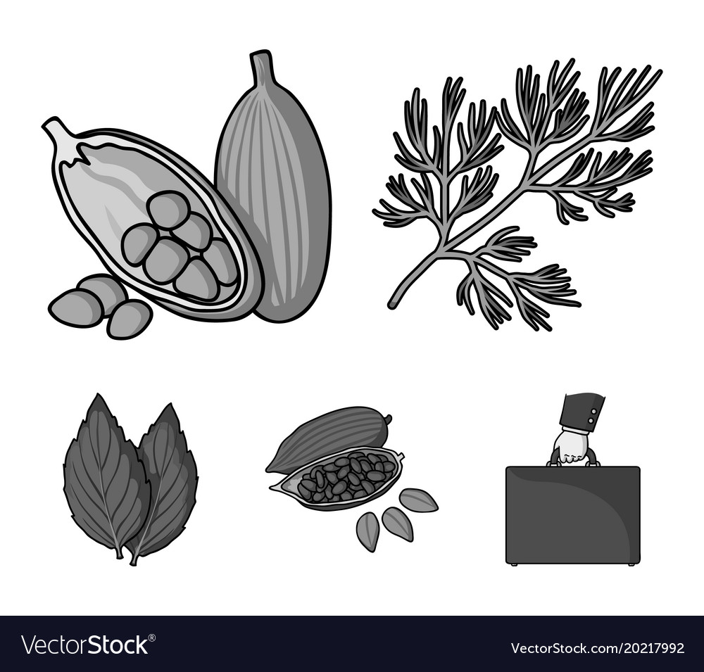 Dill cocoa beans basilherbs and spices set