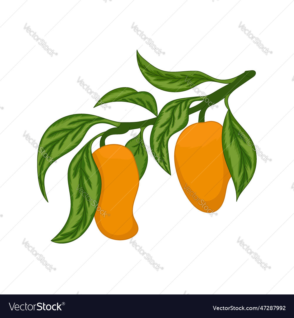 Mango fruit Royalty Free Vector Image - VectorStock