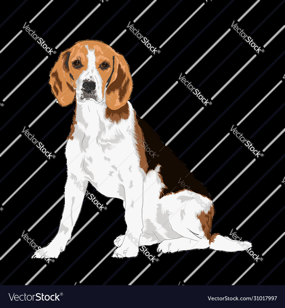 Beagle dog Royalty Free Vector Image VectorStock