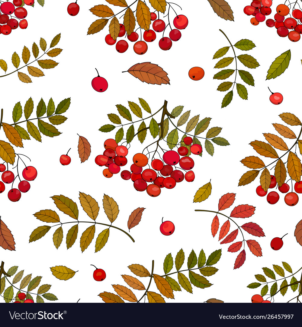 Seamless pattern with autumn bunches rowan
