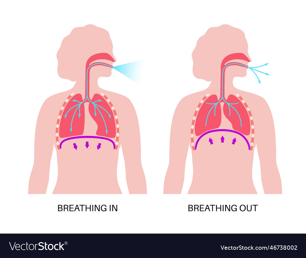 Breathing process poster Royalty Free Vector Image