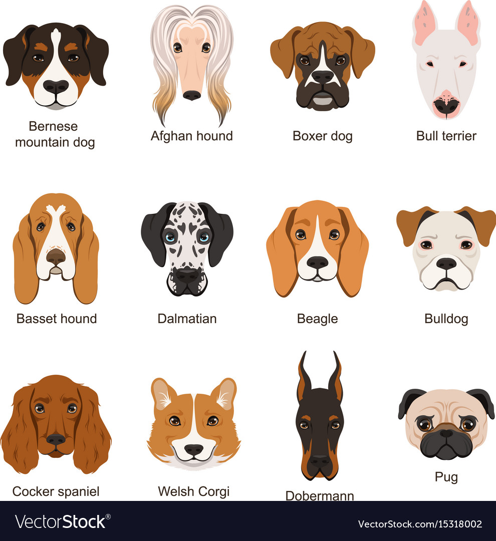 Different dogs set isolate Royalty Free Vector Image