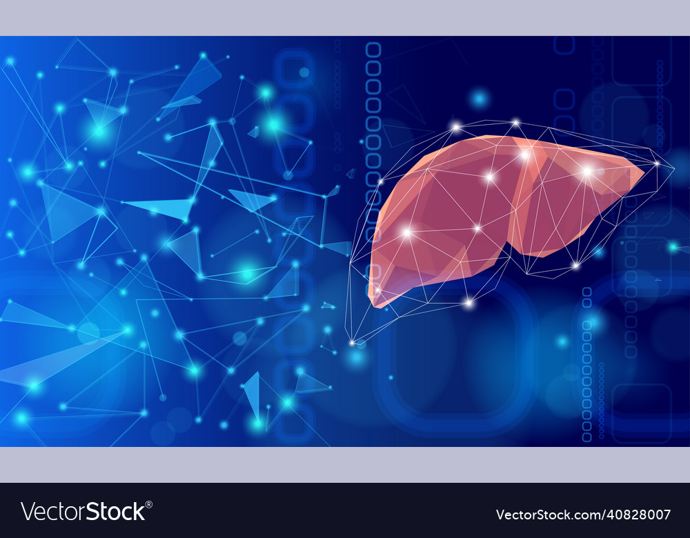 Liver showing connections using lines vector image Liver showing connections using lines