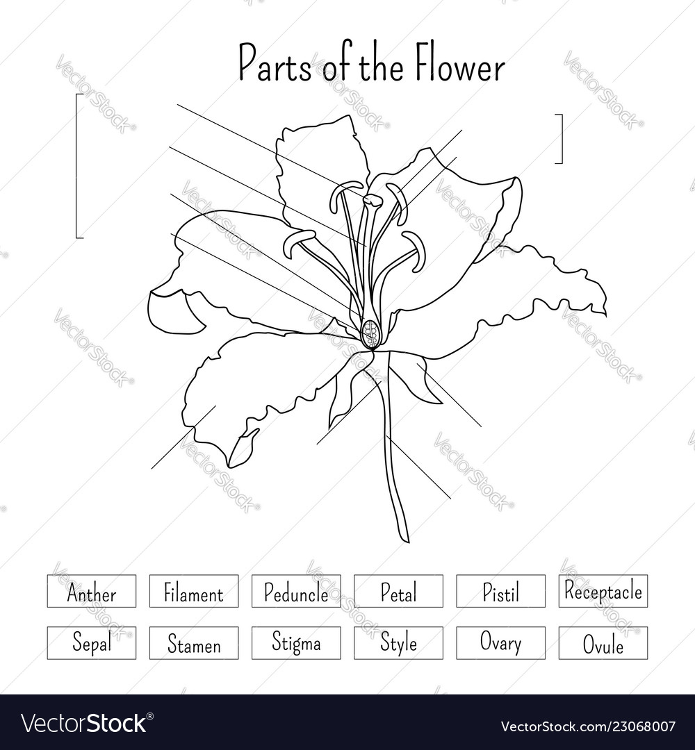 Parts Flower Worksheet In Black And White Vector Image