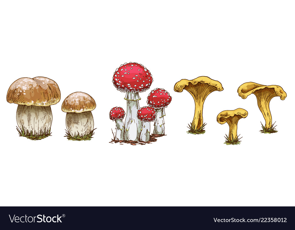 Mushrooms set of different types