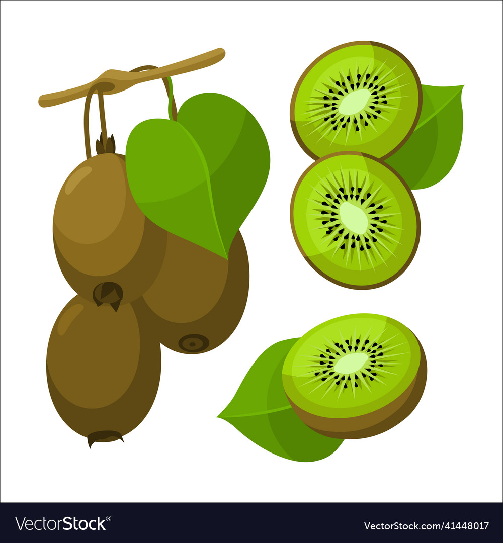 Frische Zweige Kiwi mit Blatt im Cartoon Stil