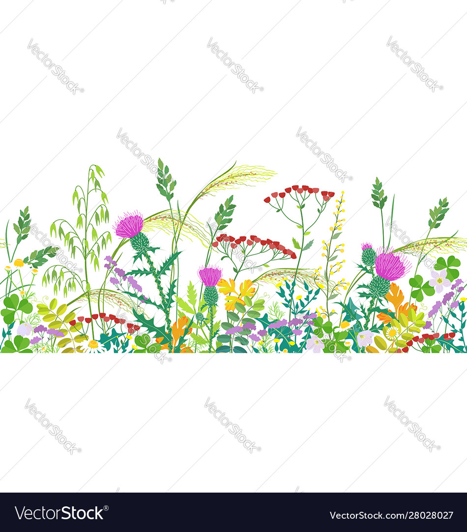 Seamless border with summer meadow plants Vector Image