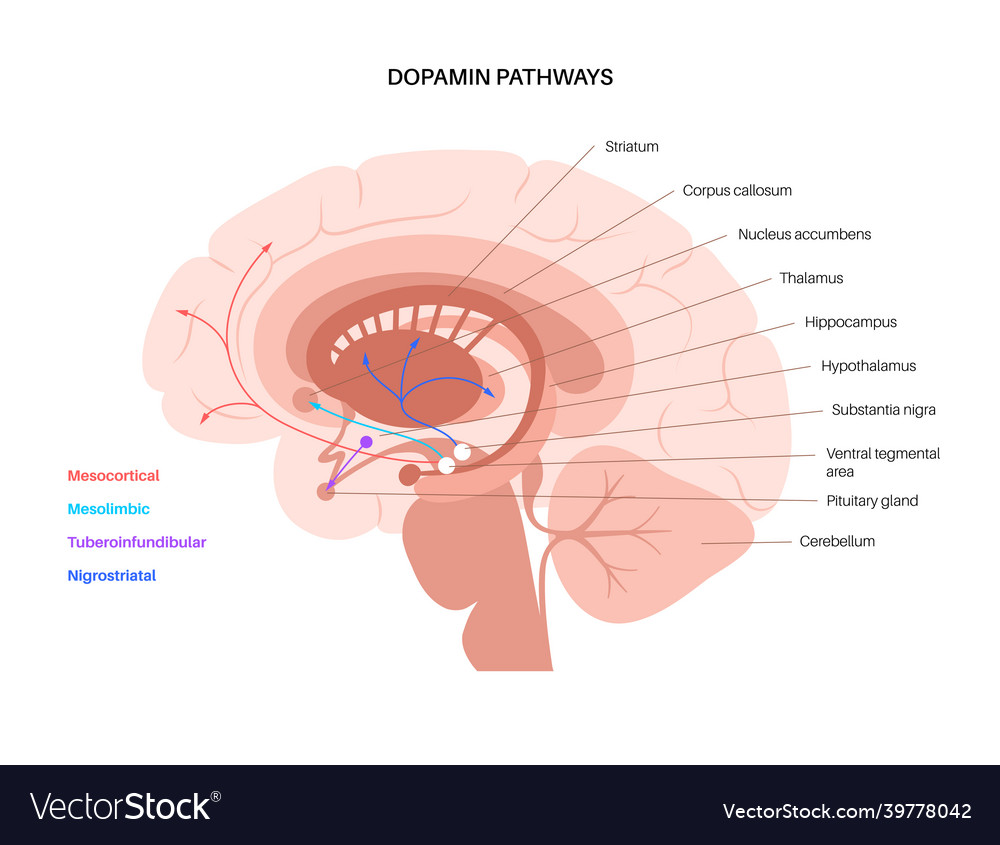 Dopamine pathway concept