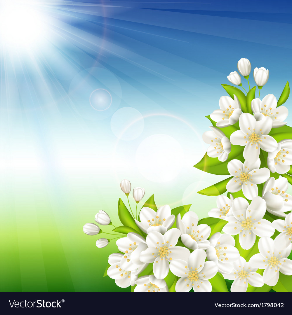 Flowering cherry Royalty Free Vector Image - VectorStock