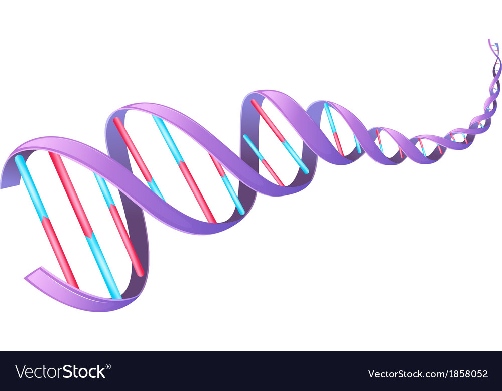 DNA Structure - Double Helix