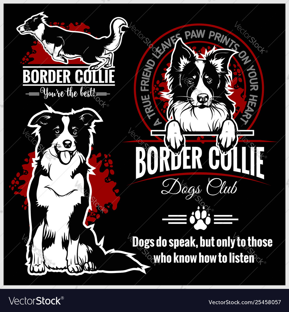 border collie polo shirt