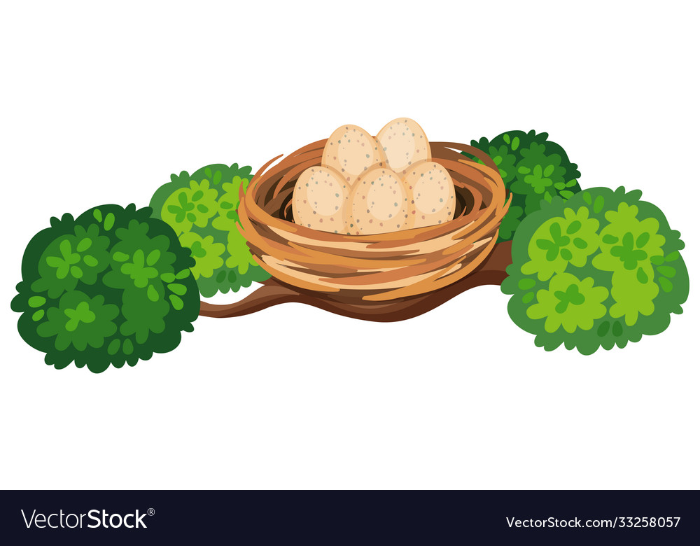 Eggs in bird nest on tree branch