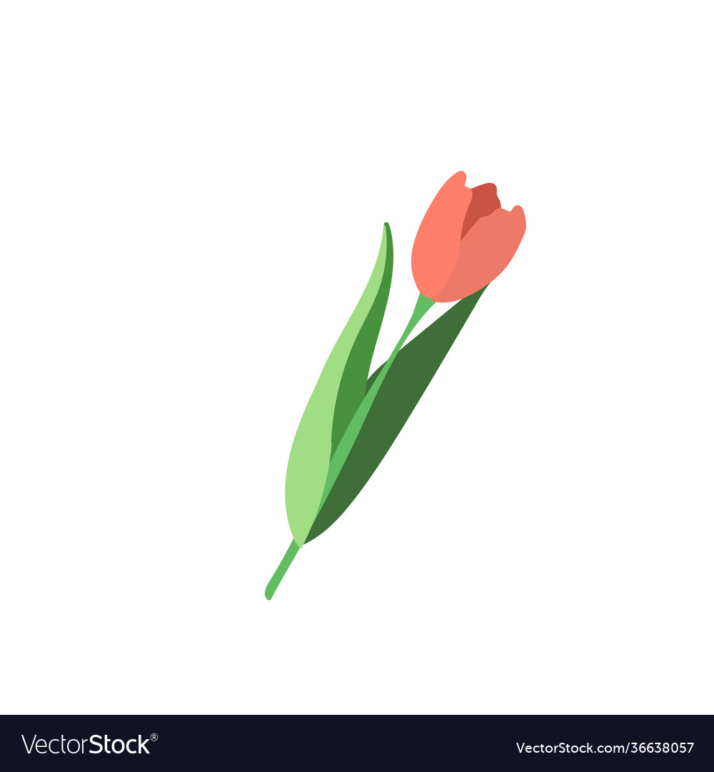 Red tulip on transparent background vector image Red tulip on transparent background