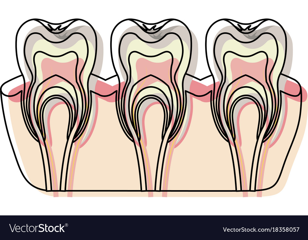 Teeth with nerve and tooth root view in watercolor