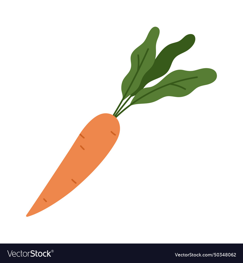 Carrot orange vegetable with green leaf for salad