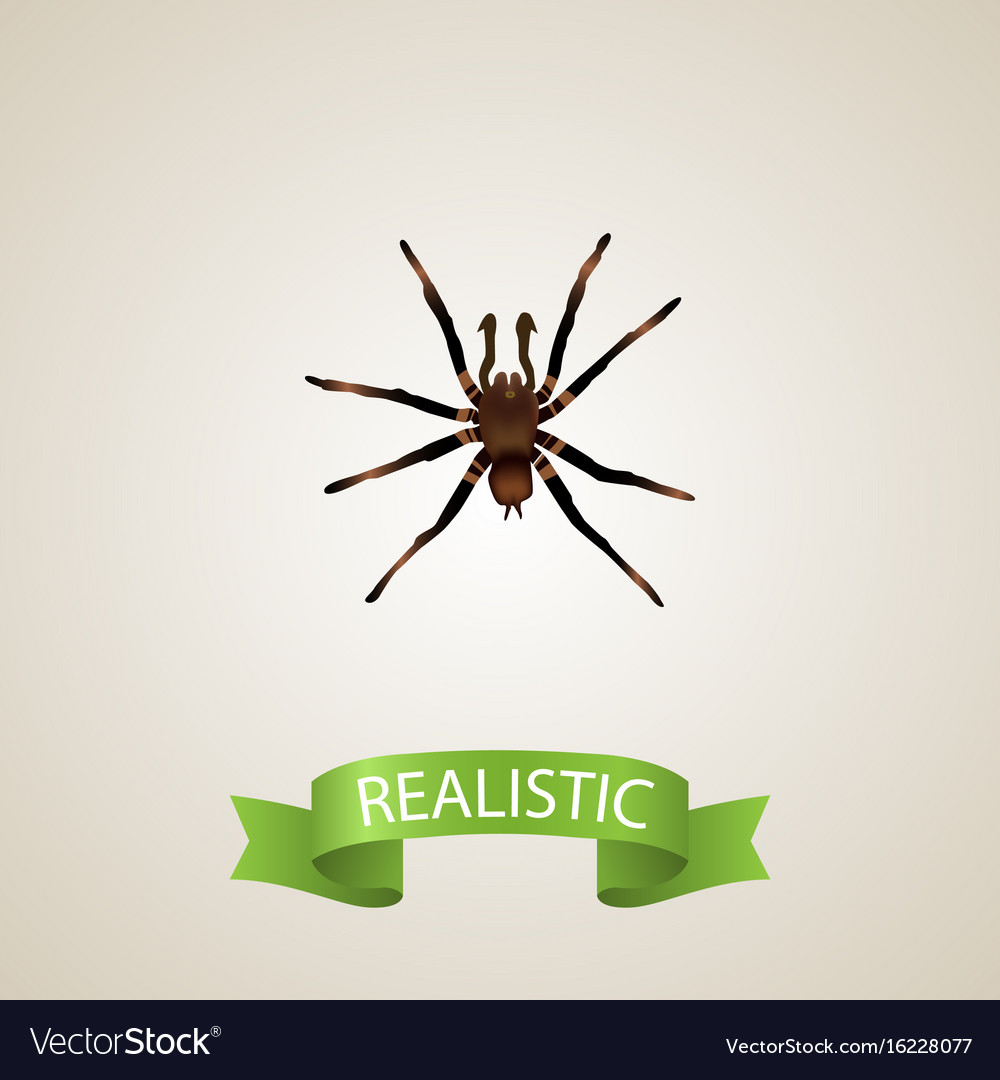 Realistic tarantula element