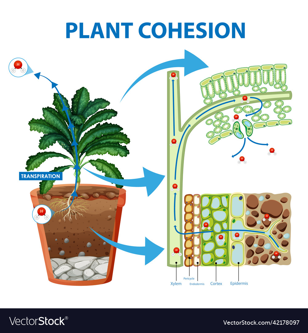 Digram showing the movement of water in plants Vector Image