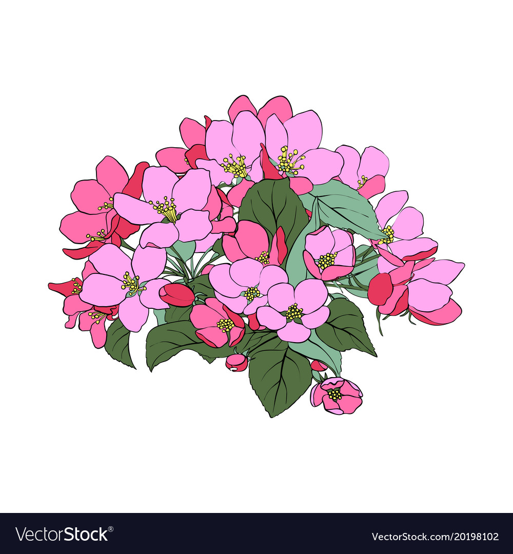 Apple Blossoms Royalty Free Vector Image Vectorstock
