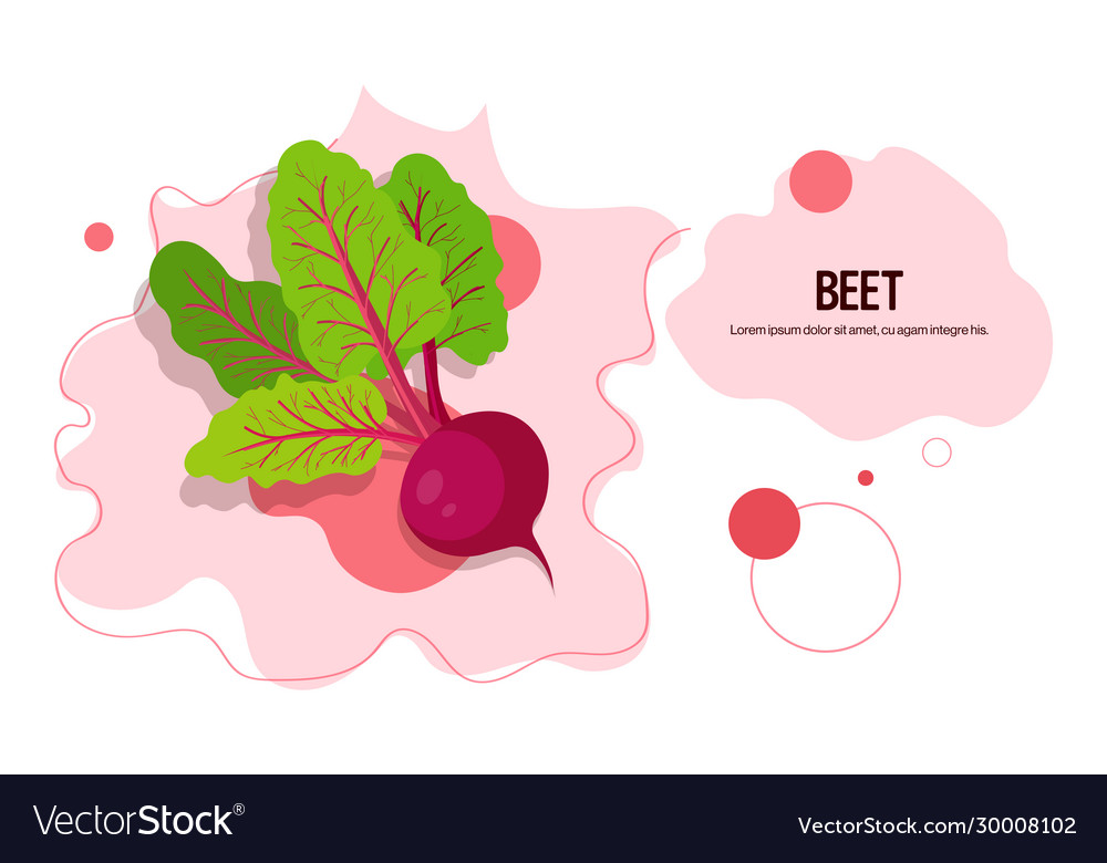 Fresh beet sticker tasty vegetable icon healthy