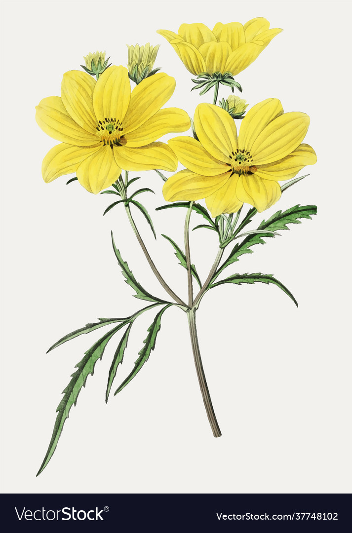 Tickseed flower