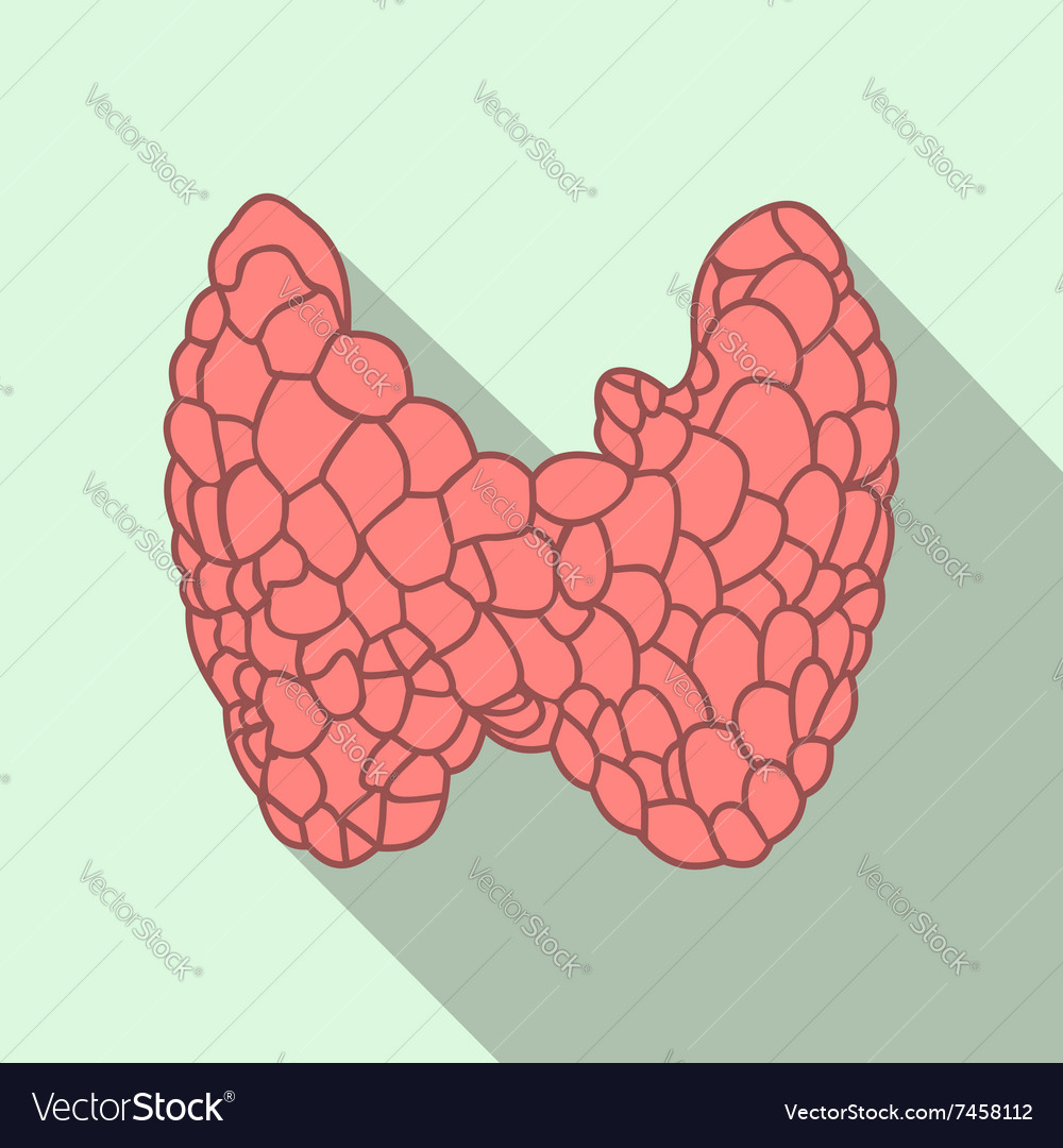 Thyroid flat icon with shadow Royalty Free Vector Image