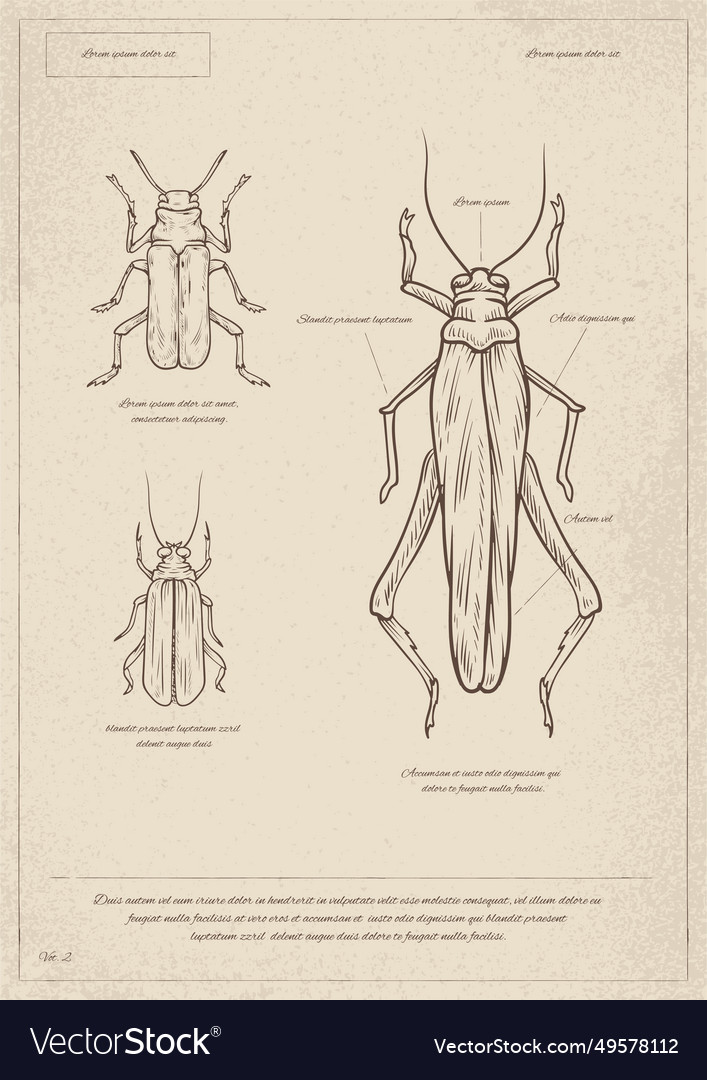 Vintage Insektenposter